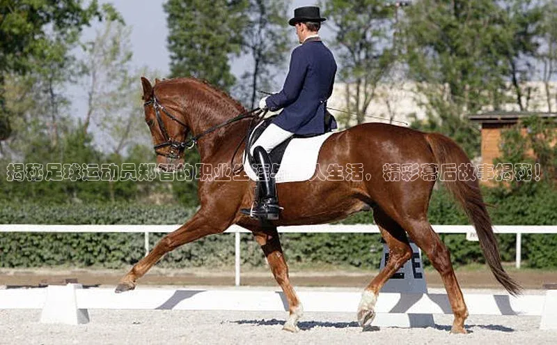 熊猫体育足球直播app阿里尔公司