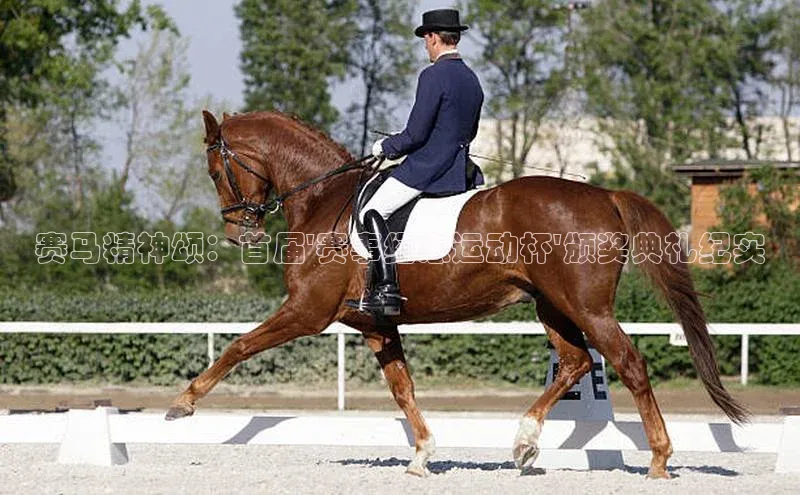 熊猫体育足球直播app